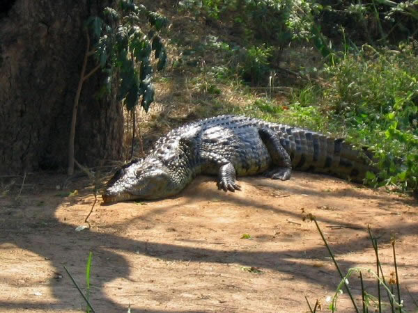 krokodil